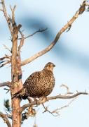 Birkhahnbalz - Black Grouse Courtship
